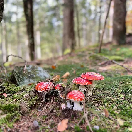 Daire Bachgefluester Weilheim