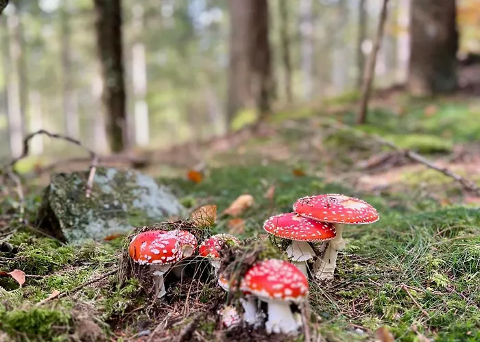 Апартаменты Bachgefluester Weilheim